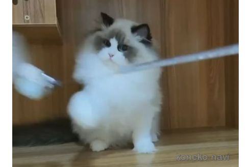 販売中のラグドールの親猫